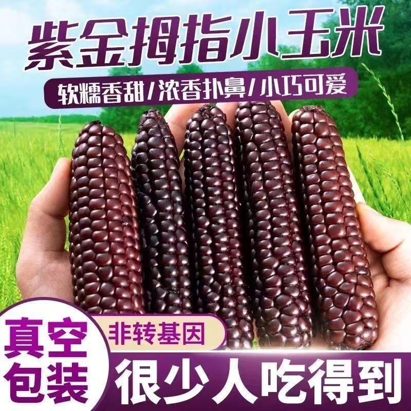 糖尿人专用食品可以吃无添蔗糖小拇指紫糯玉米西双版纳香糯独立包