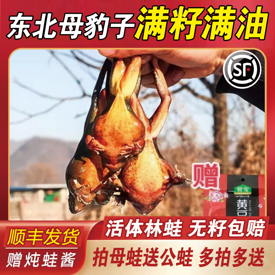 东北活林蛙母豹子母蛤蟆满籽满油拍母蛙送公蛙送炖蛙酱,水产肉类/新鲜蔬果/熟食,牛蛙/蛙类制品,淘宝优惠券,粉丝福利购,淘宝优惠卷