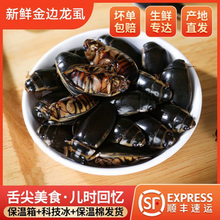 东北特产金边龙虱水鳖虫活体冷链发货不包活