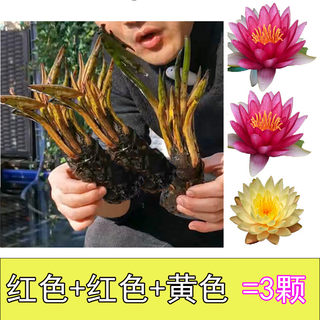 新品睡莲种根块池塘水培植物四季荷花水养花卉碗莲根茎带芽睡莲花