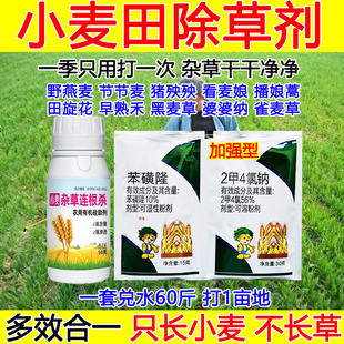 小麦苗后除草剂小麦田除草剂节节麦杂草克星苯磺隆禾阔双除野燕麦