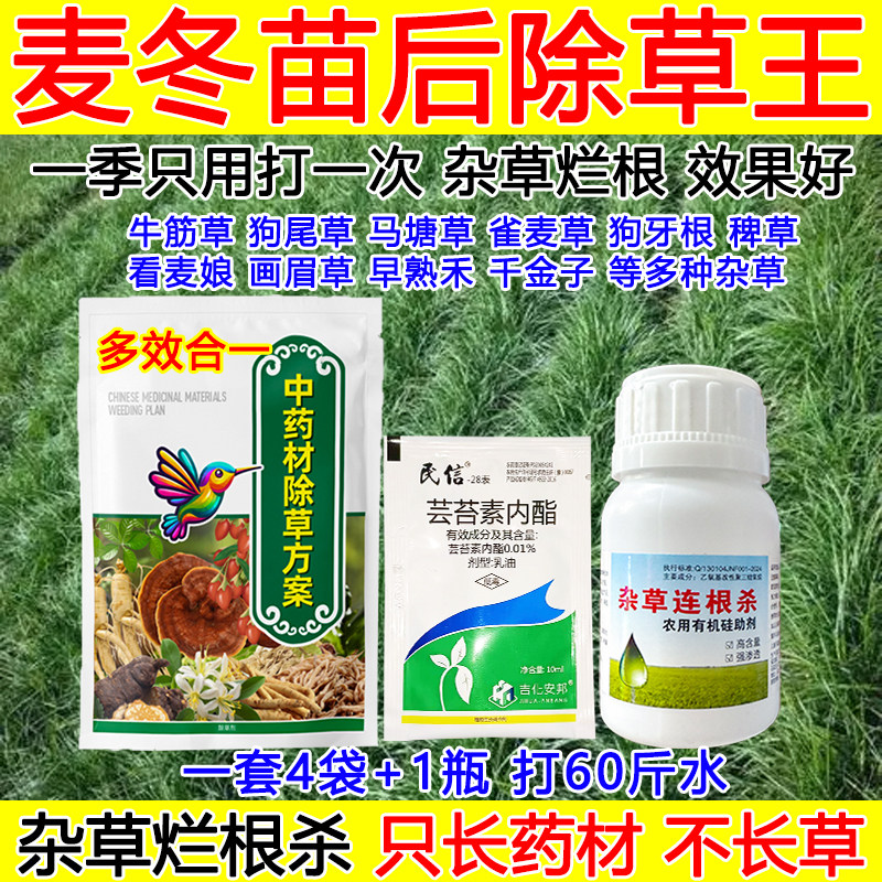 麦冬除草剂中药材麦冬苗后除草剂杂草烂根尖叶草狗尾草牛筋草图片