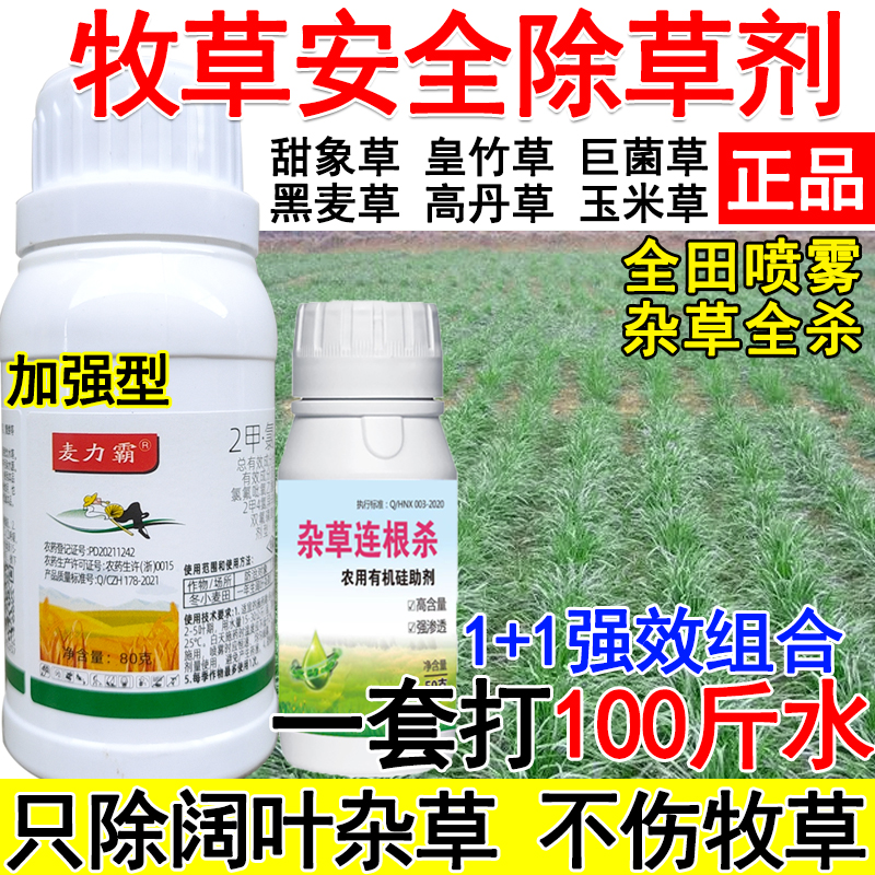 皇竹草甜象草黑麦草高丹草巨菌草墨西哥玉米草牧草田地专用除草剂