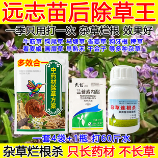 远志除草剂中药材远志苗后除草剂杂草烂根尖叶草狗尾草牛筋草