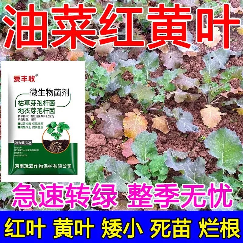 油菜根肿病油菜专用药病全治红黄叶烂根菌核病毒病栏杆病霜霉专用