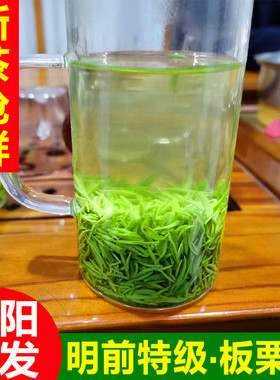 【预售】绿茶信阳毛尖2026新茶叶特级2A上等毛尖茶叶春茶散装250g
