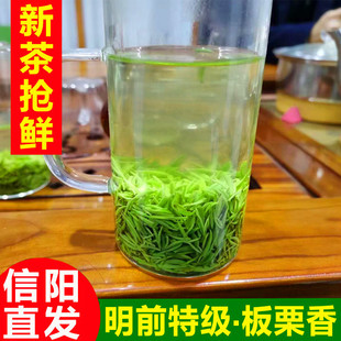 绿茶信阳毛尖2025新茶叶特级上等毛尖茶叶春茶散装250g