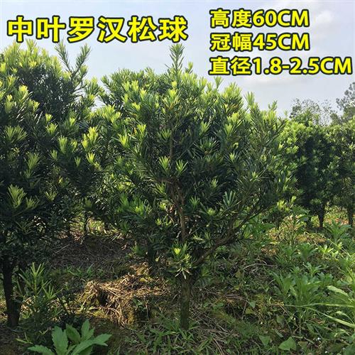 雀舌罗汉松球型 米叶罗汉松树苗盆景 珍珠罗汉松老桩庭院造型素材