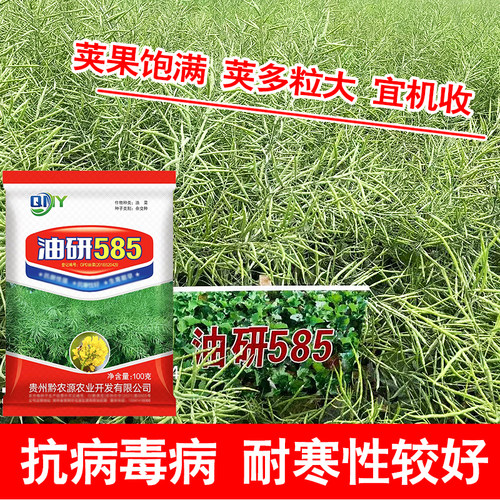 原厂包装油研585油菜种子花籽粒早熟贵州稻油轮作主推品种