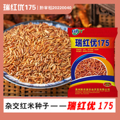 贵州新款 袋 红米水稻种子瑞红优175红米营养丰富抗倒500g