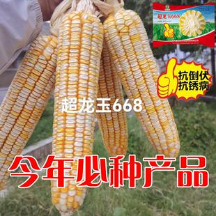 原装正品黄白粒玉米种子超龙玉668适合云贵川1000-2200海拔种植