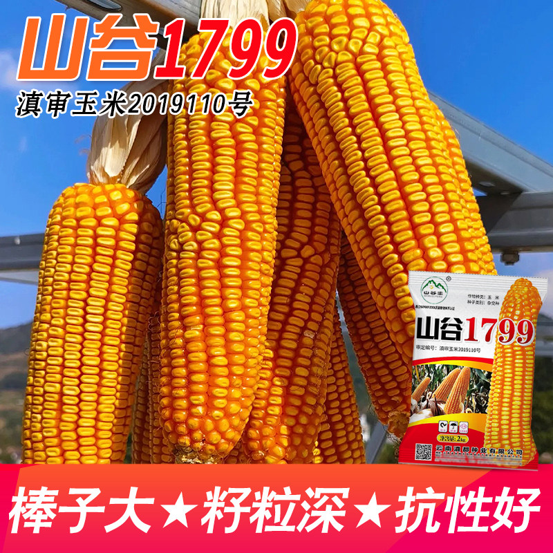 云南玉米种子山谷1799大棒大粒轴细齿深 适应1000-2200米海拔播种