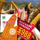 高产国审玉米种子雅玉988高低海拔可种植耐旱耐瘠薄棒子大抗性好