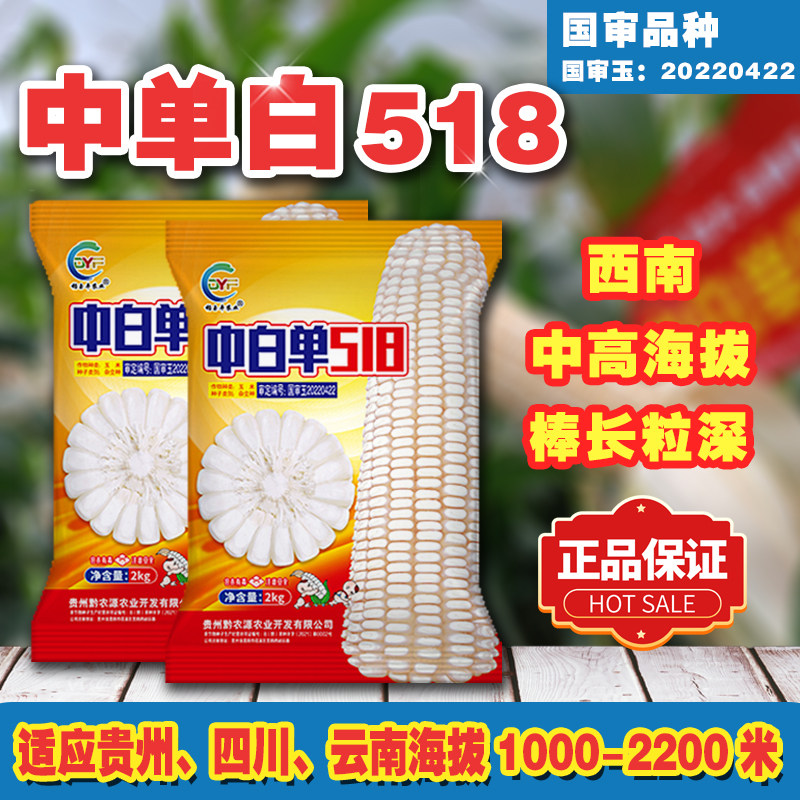 云贵川高海拔高产大棒白玉米种子中白单518玉米种子1000-2200米