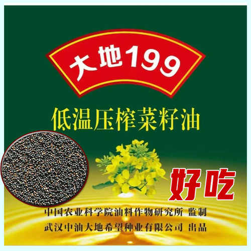 早熟品种大地199油菜籽花籽粒耐旱耐渍性强零芥酸油菜种子