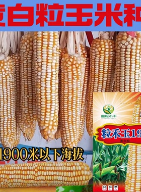 黄白粒玉米种子粒禾玉198穗轴红色粒型半马齿适应云贵川中高海拔