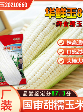 早熟鲜食糯玉米种华鲜玉890(D8)杂交玉米种白糯品尝鉴定87.3分