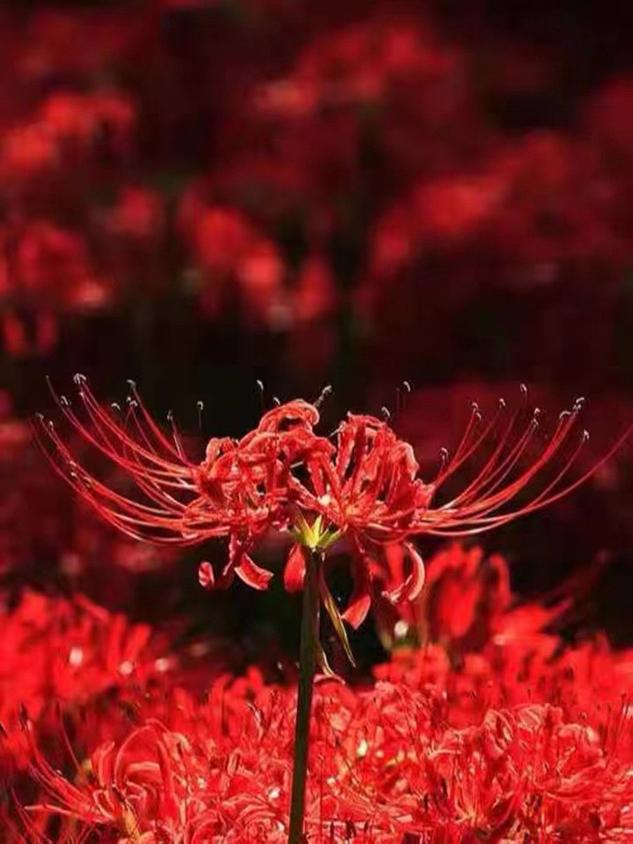 彼岸花种球多年生曼珠沙华球根四季开花盆栽石蒜花种球花卉盆栽籽