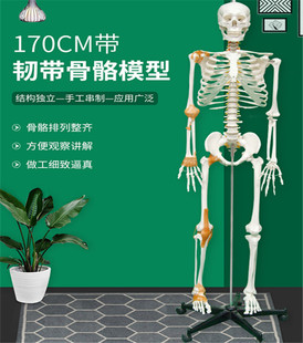 170cm人体骨骼模型附半边韧解剖博物馆骨科教学医用骷髅骨架标本