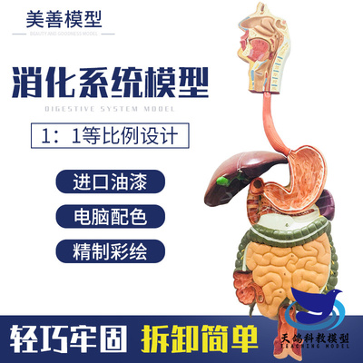 人体消化系统模型 含鼻，口腔和咽喉，食道，肠胃道 消化系统模型