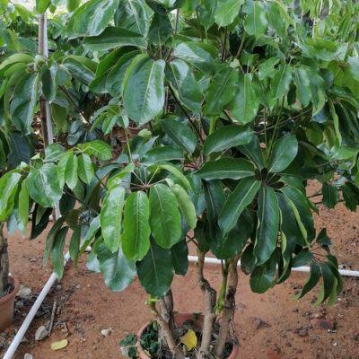 1—23米昆士兰大叶伞阿尔卑斯大叶伞一物一拍网红室内外大型绿植