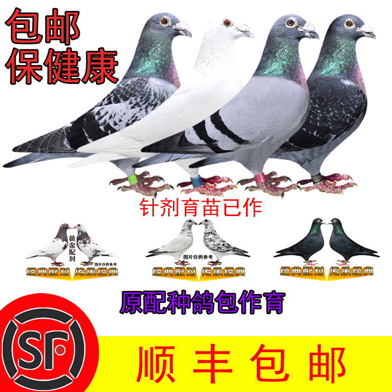 鸽子活体一对信鸽赛鸽种鸽幼鸽纯鸟