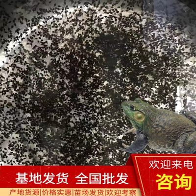 小蝌蚪苗牛蛙苗活体水产养殖 牛蛙蝌蚪幼苗四脚蛙小蝌蚪厂家直销