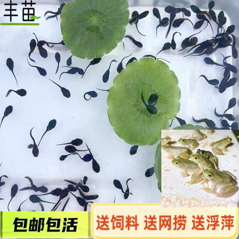 牛蛙苗小蝌蚪青蛙儿童观赏宠物活体 牛蛙蝌蚪青蛙蝌蚪淡水耐养