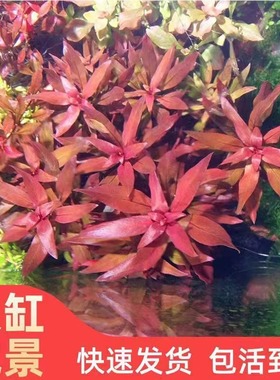 大红叶水草红色红水草鱼缸专用生态造景里的活水草植物草缸小鱼缸