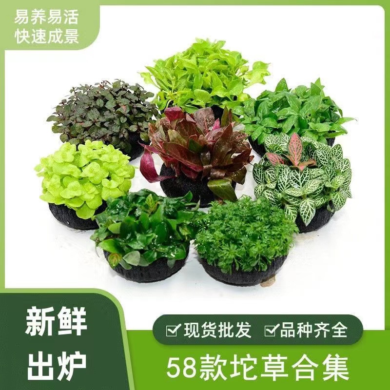 魚缸水草坨草合集無需底沙水草