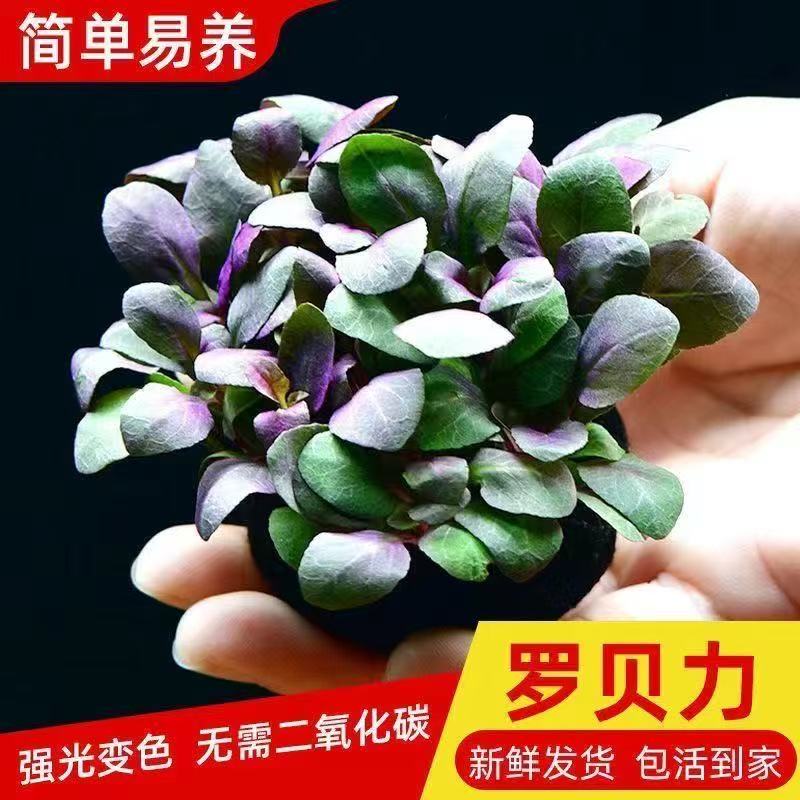 罗贝力阴性草鱼缸水草
