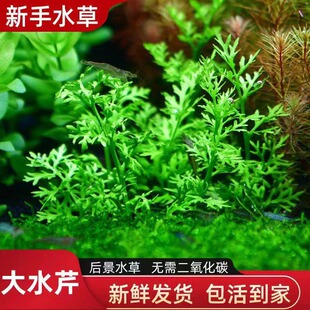 室内好养款水草水芹水草鱼缸中后景水下水上植物造景增氧水草好养