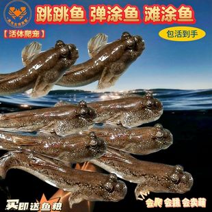 跳跳鱼滩涂鱼活体爬宠套装弹涂鱼海水淡水两栖观赏鱼水族宠物活体