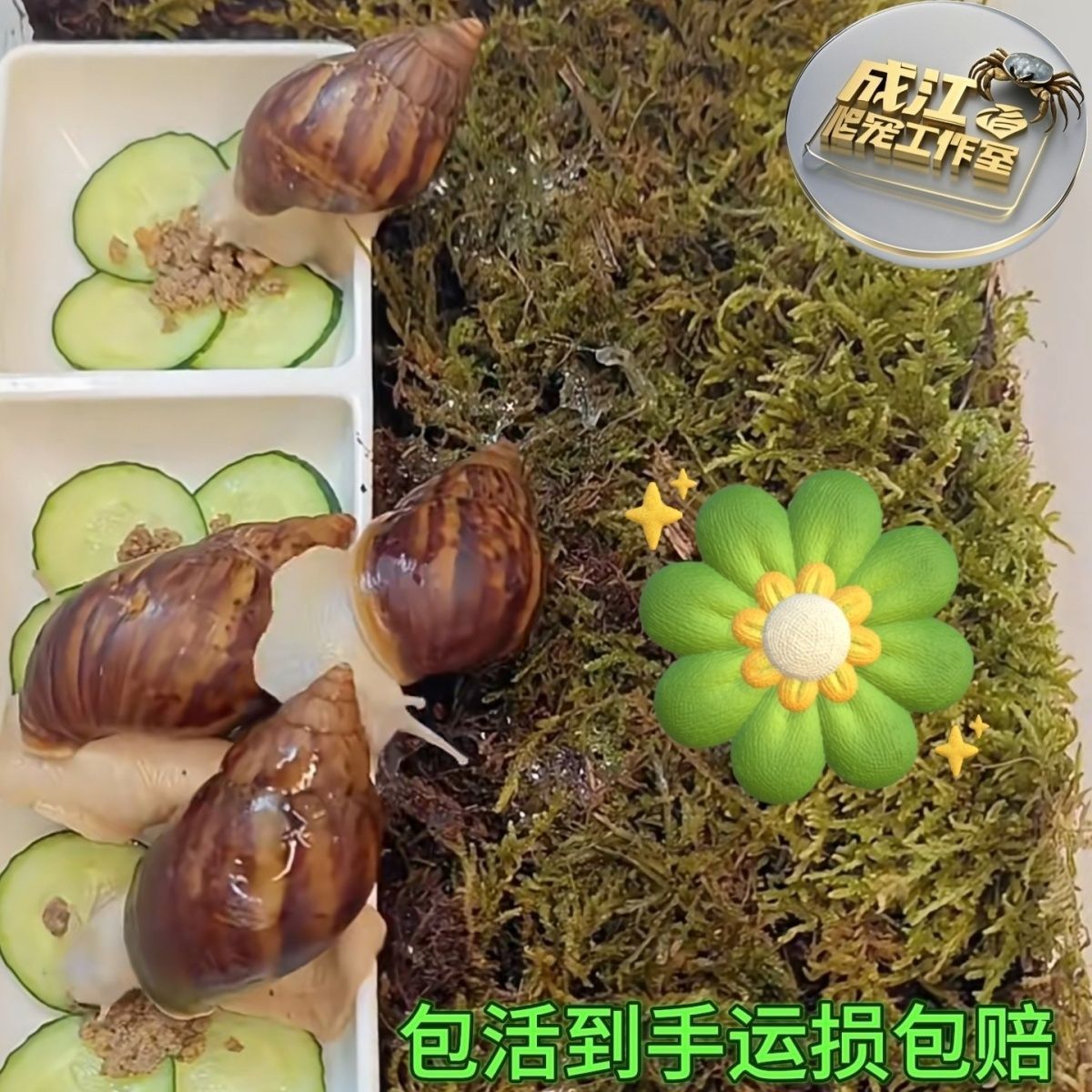 蜗牛活体宠物白玉蜗牛巨型蜗牛宠物活体蜗牛观赏蜗牛教学科学实验