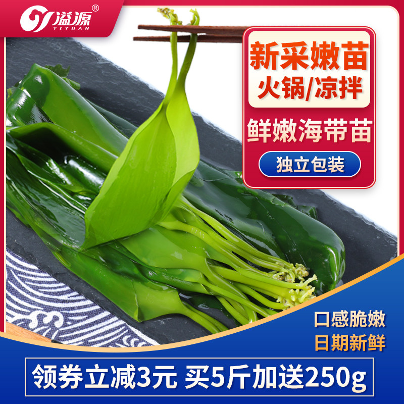 溢源霞浦海带苗嫩非特级非干货新鲜小海带芽盐渍嫩苗凉拌火锅商用