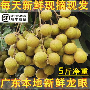 广东高州龙眼新鲜桂圆石硖储良水果当季 包邮 本地特产 现摘发货5斤