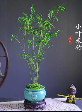 米竹盆栽耐阴植物小型竹子室内水养观赏竹组盆造型盆景凤尾竹绿植