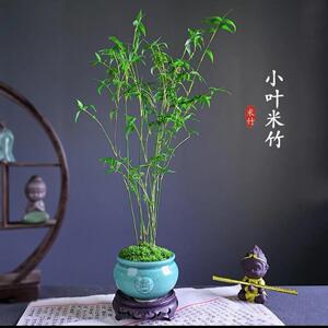米竹盆栽耐阴植物小型竹子室内水养观赏竹组盆造型盆景凤尾竹绿植