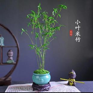 米竹盆栽耐阴植物小型竹子室内水养观赏竹组盆造型盆景凤尾竹绿植