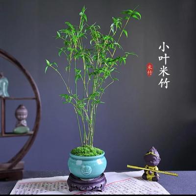米竹盆栽耐阴植物小型竹子室内水养观赏竹组盆造型盆景凤尾竹绿植