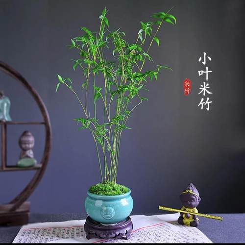 米竹盆栽耐阴植物小型竹子室内水养观赏竹组盆造型盆景凤尾竹绿植
