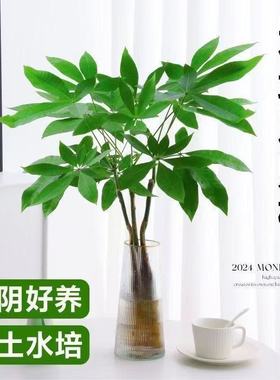 水培好养发财树盆栽植物办公室内土养盆景客厅绿植招财金摇钱树花