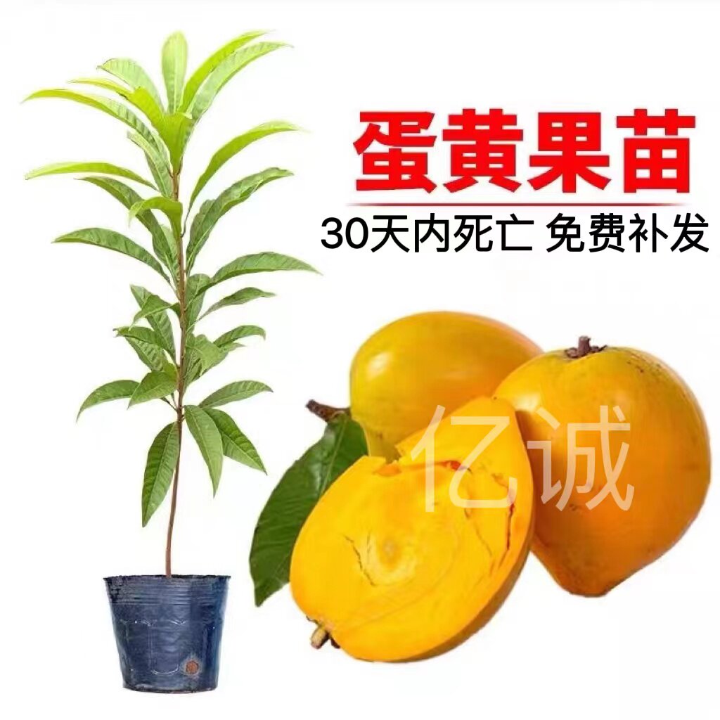 常绿名贵仙桃水果苗蛋黄果苗嫁接