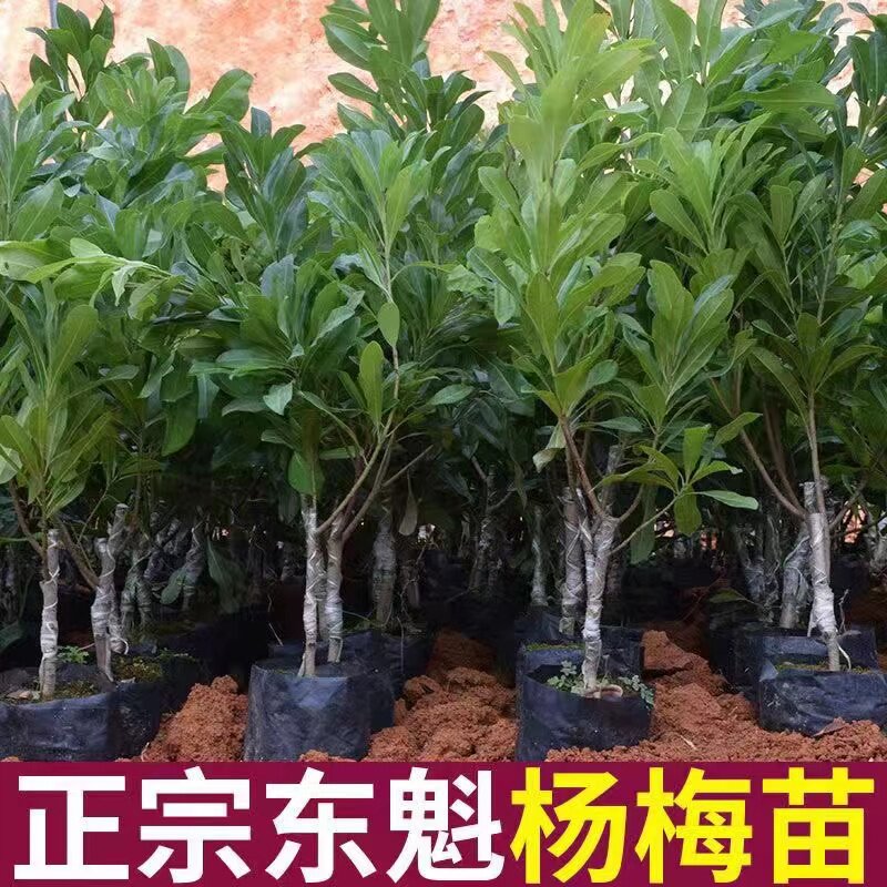 杨梅苗嫁接苗东魁杨梅苗正宗杨梅树苗特大早熟南北方种植当年结果