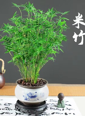水培米竹室内水培植物水养观音竹富贵竹南天竹客厅懒人高档绿植