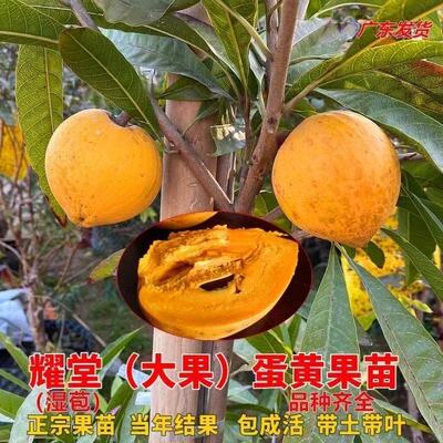 蛋黄果树苗鸡蛋果熟果耀堂木瓜南方种植常绿带果带土带叶黄金仙桃