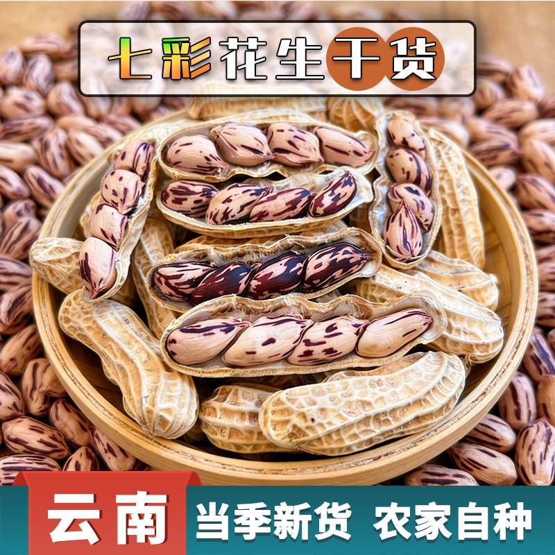 新货七彩花生云南普洱七彩晒干五彩花生干货带壳生花生坚果零食