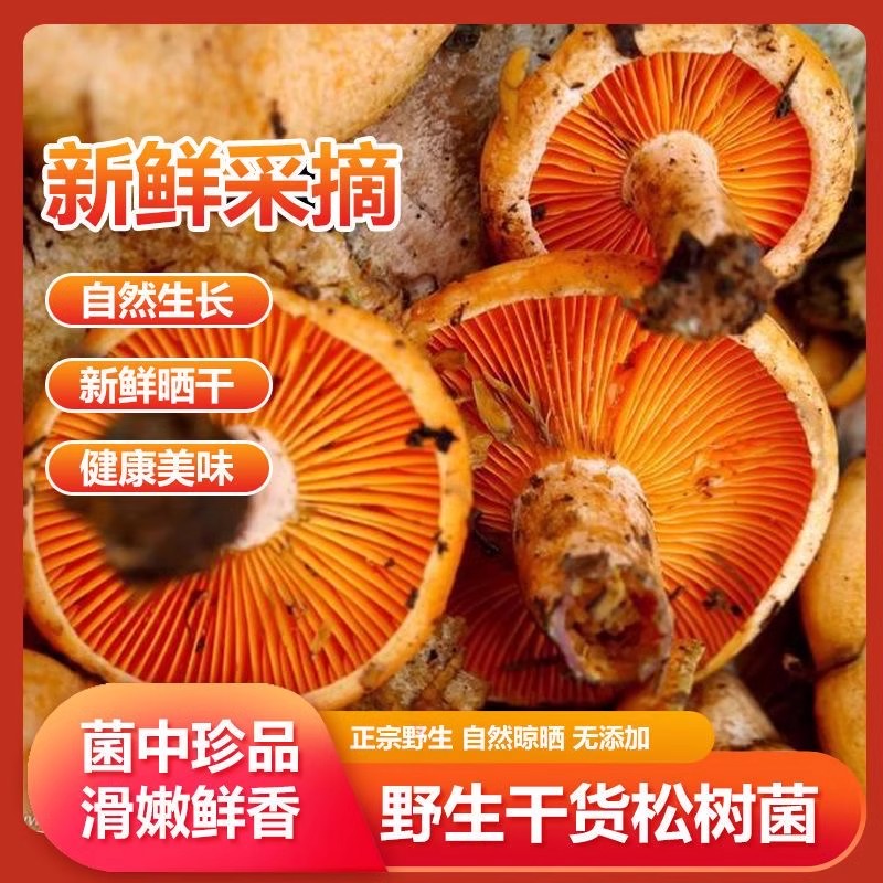 松树菌干货野蘑菇乌枞菌乌菌谷熟