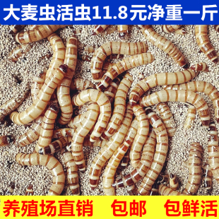 大麦虫活虫鲜活面包虫大号黄粉虫金龙鱼鱼食八哥画眉鸟食活体虫子