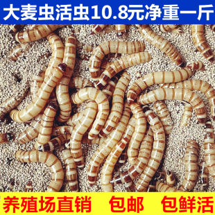 大麦虫活虫鲜活面包虫大号黄粉虫金龙鱼鱼食八哥画眉鸟食活体虫子